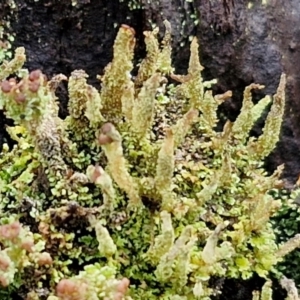 Cladonia sp. (genus) at Kingsdale, NSW - 17 Aug 2024