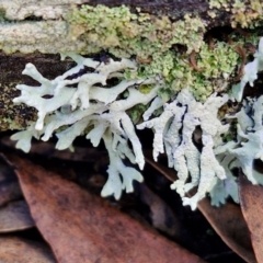 Unidentified Lichen at Kingsdale, NSW - 17 Aug 2024 by trevorpreston