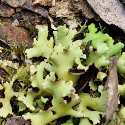 Unverified Lichen at Kingsdale, NSW - 17 Aug 2024 by trevorpreston