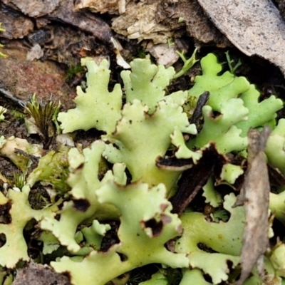 Unidentified Lichen at Kingsdale, NSW - 17 Aug 2024 by trevorpreston