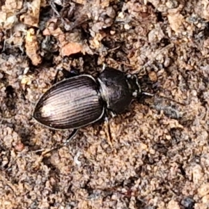 Adelium sp. (genus) at Kingsdale, NSW - 17 Aug 2024