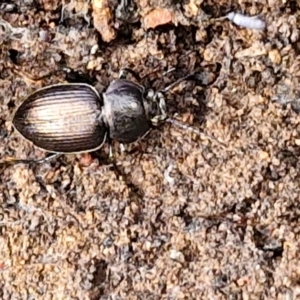 Adelium sp. (genus) at Kingsdale, NSW - 17 Aug 2024