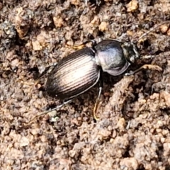 Adelium sp. (genus) at Kingsdale, NSW - 17 Aug 2024 10:55 AM