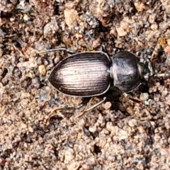 Adelium sp. (genus) at Kingsdale, NSW - 17 Aug 2024 10:55 AM