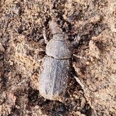 Cryptodus sp. (Ant-nest scarab beetle) at Kingsdale, NSW - 17 Aug 2024 by trevorpreston