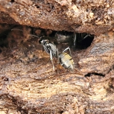 Camponotus aeneopilosus (A Golden-tailed sugar ant) at Kingsdale, NSW - 17 Aug 2024 by trevorpreston