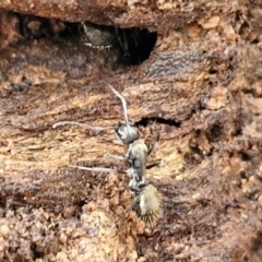 Camponotus aeneopilosus at Kingsdale, NSW - 17 Aug 2024