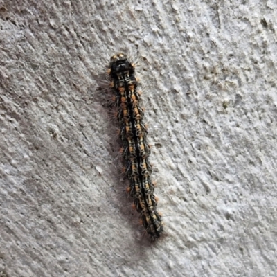 Anestia (genus) (A tiger moth) at Kingsdale, NSW - 17 Aug 2024 by trevorpreston