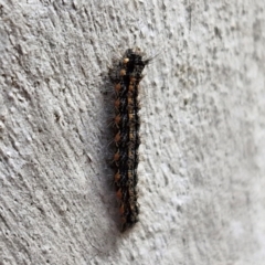 Anestia (genus) at Kingsdale, NSW - 17 Aug 2024