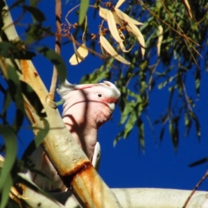 Lophochroa leadbeateri at Namatjira, NT - 11 Sep 2015