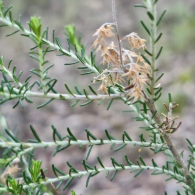 Cassinia sifton (Sifton Bush, Chinese Shrub) at Kingsdale, NSW - 17 Aug 2024 by trevorpreston