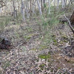 Cassinia sifton at Kingsdale, NSW - 17 Aug 2024