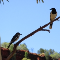 Cracticus nigrogularis (Pied Butcherbird) at Namatjira, NT - 12 Sep 2015 by MB