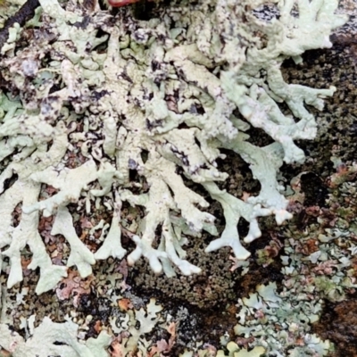 Unidentified Lichen at Kingsdale, NSW - 17 Aug 2024 by trevorpreston