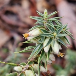 Melichrus urceolatus at Kingsdale, NSW - 17 Aug 2024