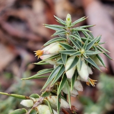 Melichrus urceolatus (Urn Heath) at Kingsdale, NSW - 17 Aug 2024 by trevorpreston