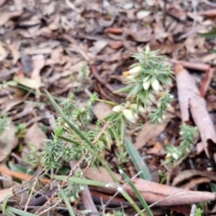 Melichrus urceolatus at Kingsdale, NSW - 17 Aug 2024 10:46 AM