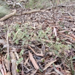 Melichrus urceolatus at Kingsdale, NSW - 17 Aug 2024 10:46 AM