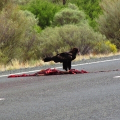 Aquila audax (Wedge-tailed Eagle) at Welbourn Hill, SA - 15 Oct 2015 by MB