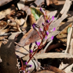 Hardenbergia violacea at Kingsdale, NSW - 17 Aug 2024