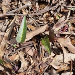 Hardenbergia violacea at Kingsdale, NSW - 17 Aug 2024