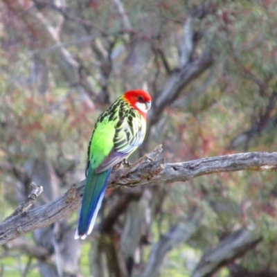 Platycercus eximius (Eastern Rosella) at Calwell, ACT - 26 Sep 2015 by MB