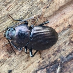 Adelium subdepressum (Darkling Beetle) at Kingsdale, NSW - 17 Aug 2024 by trevorpreston