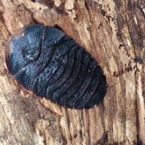 Laxta sp. (genus) at Kingsdale, NSW - 17 Aug 2024