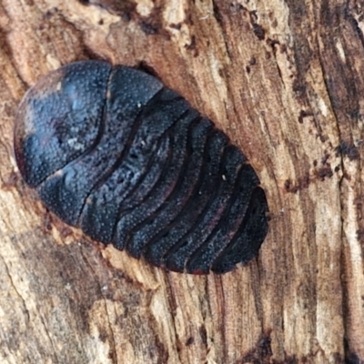 Laxta sp. (genus) (Bark cockroach) at Kingsdale, NSW - 17 Aug 2024 by trevorpreston