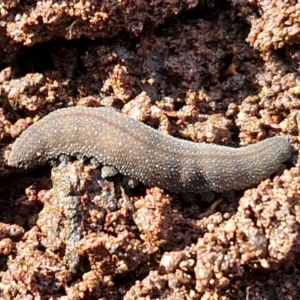 Euperipatoides sp. at Kingsdale, NSW - 17 Aug 2024