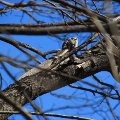 Pogona minor at Burt Plain, NT - 21 Aug 2015 by MB