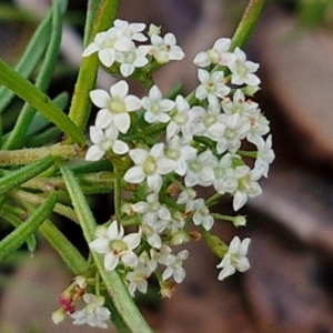 Platysace ericoides at Kingsdale, NSW - 17 Aug 2024 10:39 AM