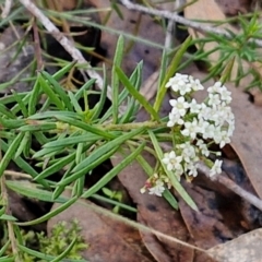 Platysace ericoides at Kingsdale, NSW - 17 Aug 2024 10:39 AM