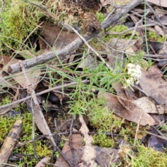 Platysace ericoides at Kingsdale, NSW - 17 Aug 2024 10:39 AM