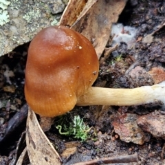 Cortinarius sp. (Cortinarius) at Kingsdale, NSW - 17 Aug 2024 by trevorpreston