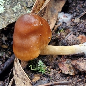 Cortinarius sp. at Kingsdale, NSW - 17 Aug 2024 10:37 AM