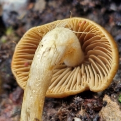 Cortinarius sp. at Kingsdale, NSW - 17 Aug 2024 10:37 AM