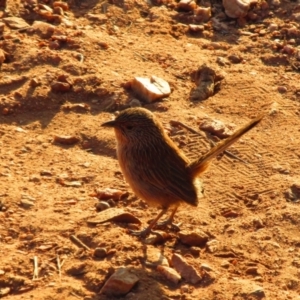 Amytornis purnelli at Burt Plain, NT - 24 Aug 2015