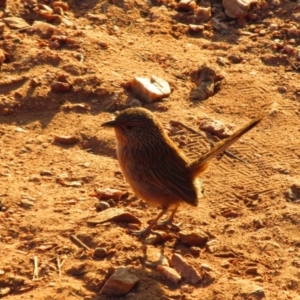 Amytornis purnelli at Burt Plain, NT - 24 Aug 2015 05:25 PM
