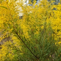 Acacia sp. (A Wattle) at Farrer, ACT - 17 Aug 2024 by Mike