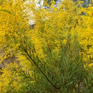 Acacia sp. at Farrer, ACT - 17 Aug 2024