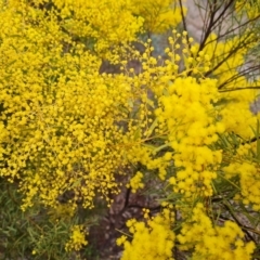 Acacia sp. at Farrer, ACT - 17 Aug 2024