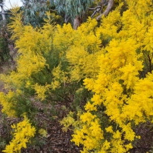 Acacia boormanii at Farrer, ACT - 17 Aug 2024