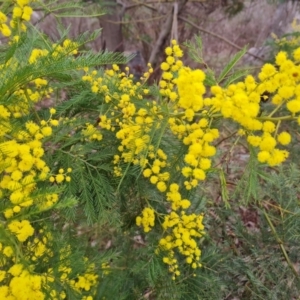 Acacia decurrens at Farrer, ACT - 17 Aug 2024