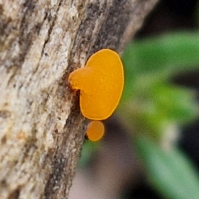 Heterotextus sp. (A yellow saprophytic jelly fungi) at Kingsdale, NSW - 17 Aug 2024 by trevorpreston