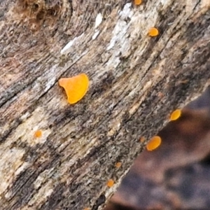 Heterotextus sp. at Kingsdale, NSW - 17 Aug 2024 10:37 AM