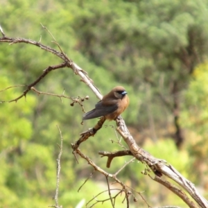 Artamus minor at Burt Plain, NT - 25 Aug 2015 11:29 AM