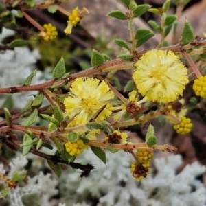 Acacia gunnii at Kingsdale, NSW - 17 Aug 2024 10:36 AM