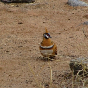 Geophaps plumifera at Burt Plain, NT - 28 Aug 2015