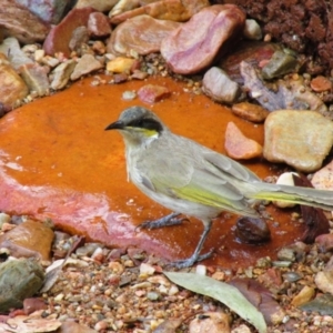 Gavicalis virescens at Burt Plain, NT - 1 Sep 2015